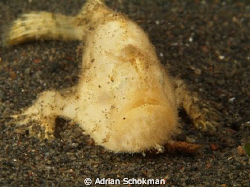 Can u See my Single Tooth.... Taken at Bali using Olympus... by Adrian Schokman 